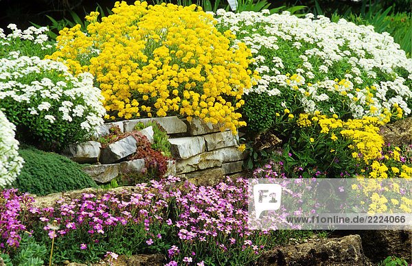 Steingarten mit blumen