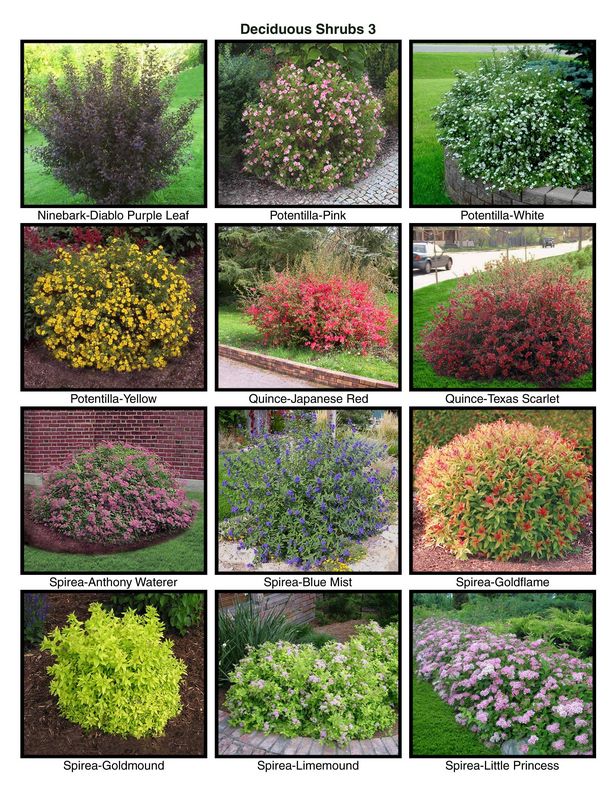 landscaping-ideas-shrubs-78_4 Landschaftsbau Ideen Sträucher