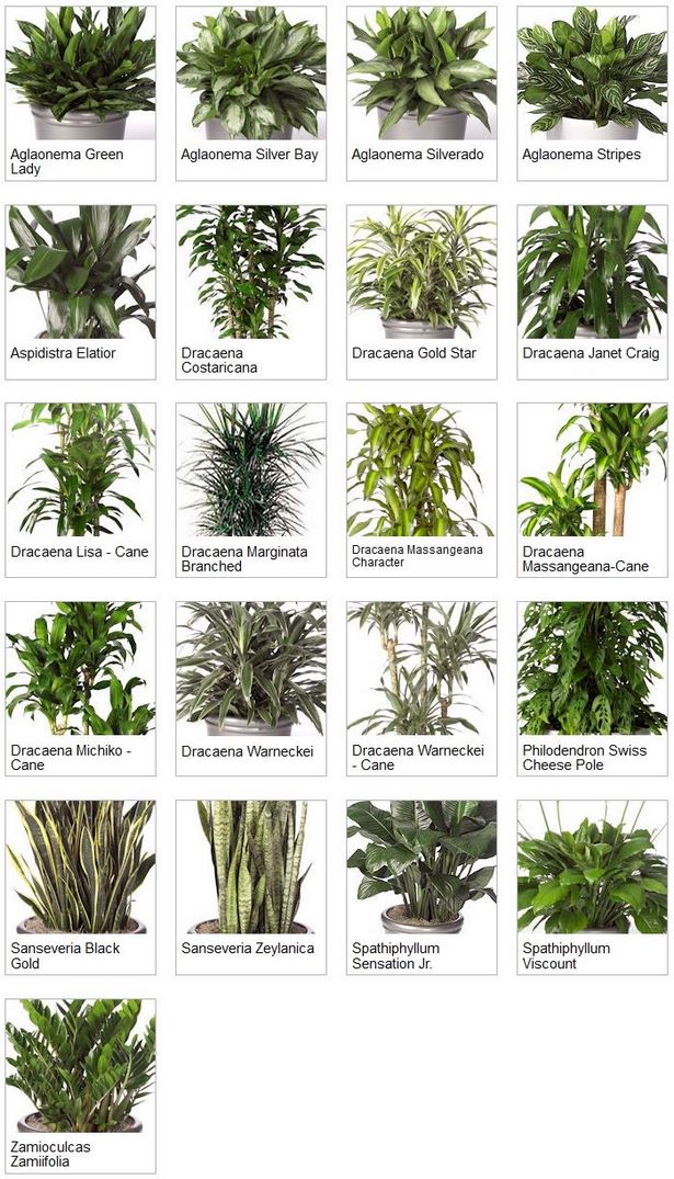 tropische-pflanzen-35_2 Tropische Pflanzen