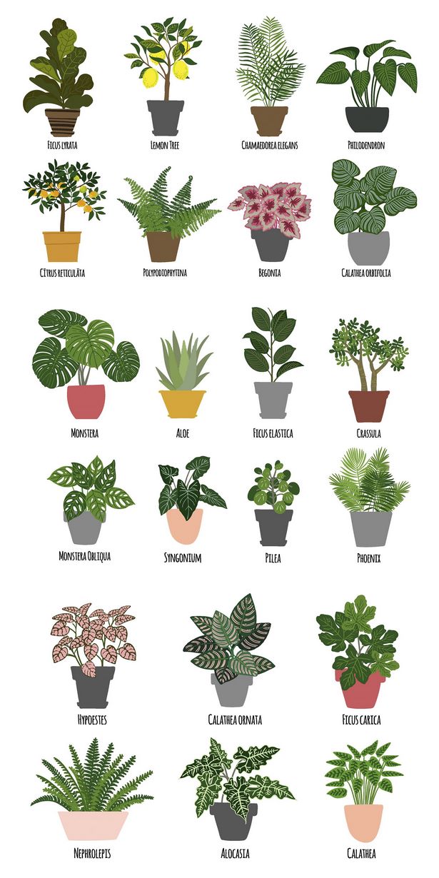 tropische-pflanzen-35_9 Tropische Pflanzen