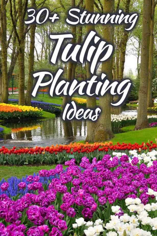 tulpe-garten-design-ideen-33_8 Tulpe Garten Design-Ideen