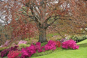 Japanische pflanzen garten