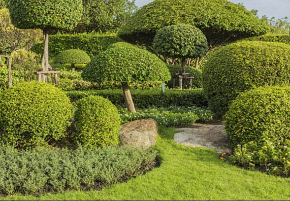 Japanische pflanzen garten