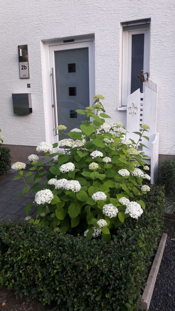 hortensien