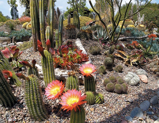 kaktus-garten-ideen-landschaft-82_17 Kaktus, Garten Ideen, Landschaft