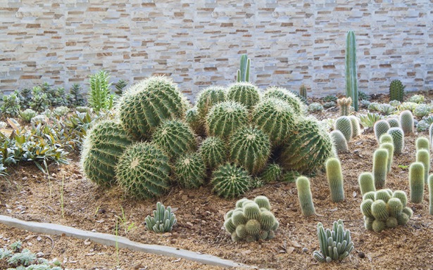 kaktus-garten-ideen-30_13 Kaktus-Garten Ideen
