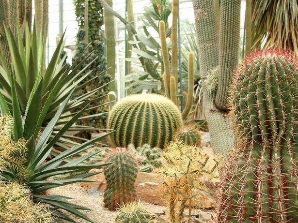 kaktus-garten-ideen-30_14 Kaktus-Garten Ideen