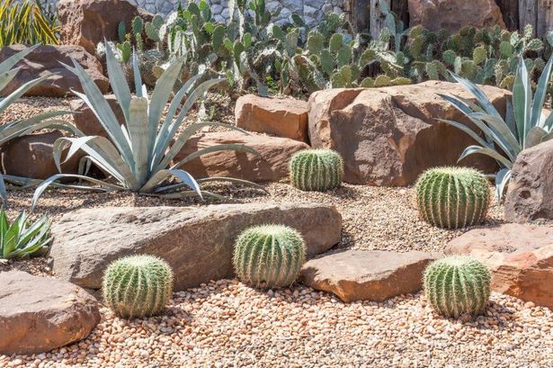 kaktus-garten-ideen-30_2 Kaktus-Garten Ideen