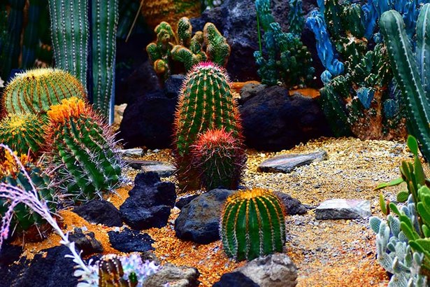 kaktus-garten-ideen-30_7 Kaktus-Garten Ideen