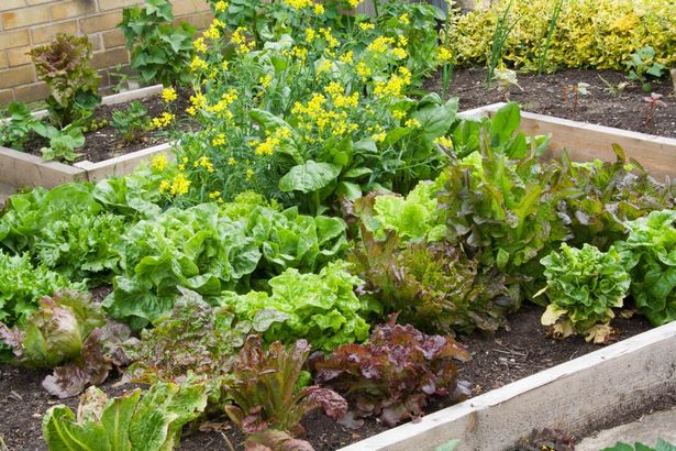 Kleine GemüsegartendesignIdeen
