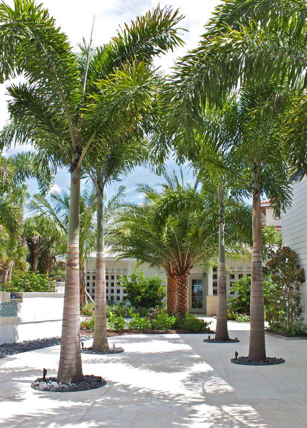 palme-landschaftsbau-ideen-46 Palme Landschaftsbau Ideen
