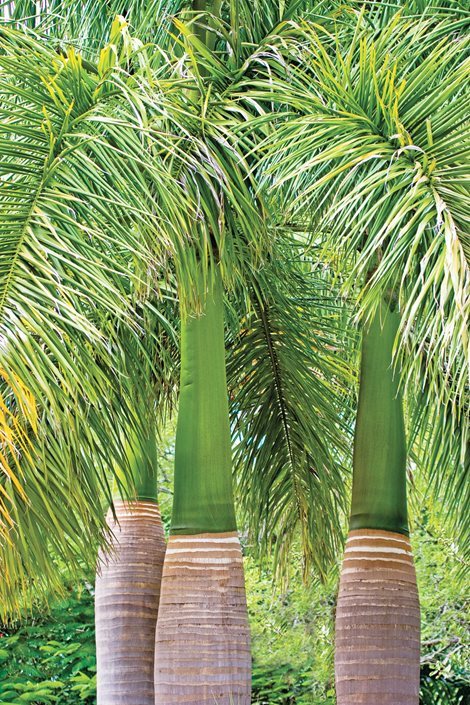 palme-landschaftsbau-ideen-46_8 Palme Landschaftsbau Ideen