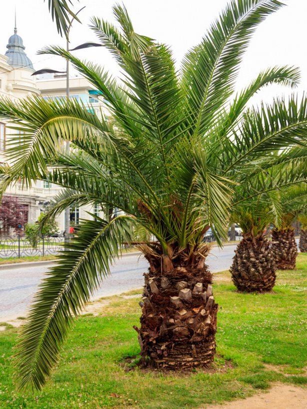 palme-landschaftsbau-ideen-46_9 Palme Landschaftsbau Ideen
