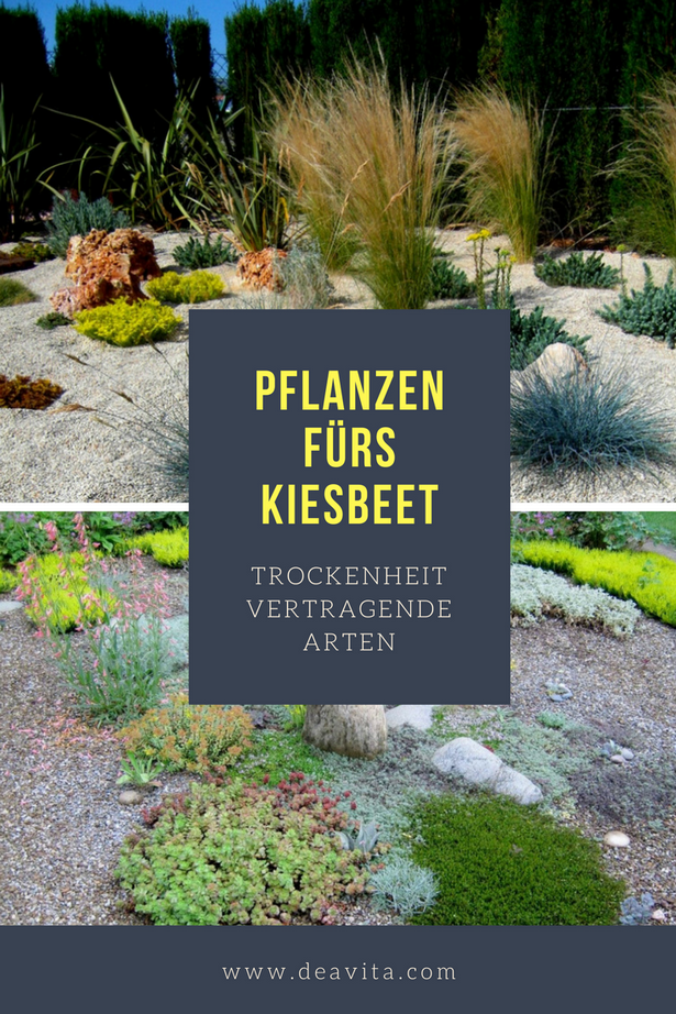 kiesgarten-geeignete-pflanzen-92 Kiesgarten geeignete pflanzen