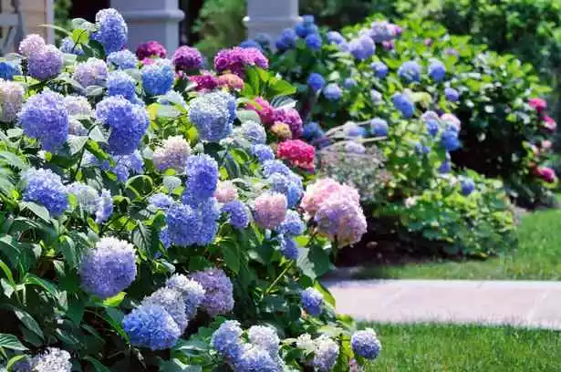 blumen-fur-die-gartengestaltung-im-vorgarten-77_13-6 Blumen für die Gartengestaltung im Vorgarten