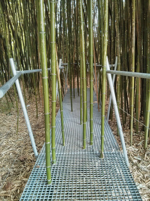 bambus-garten-43_13 Bambus garten