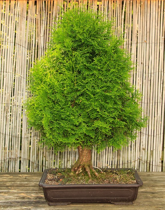 bonsai-baum-garten-79_19 Bonsai baum garten