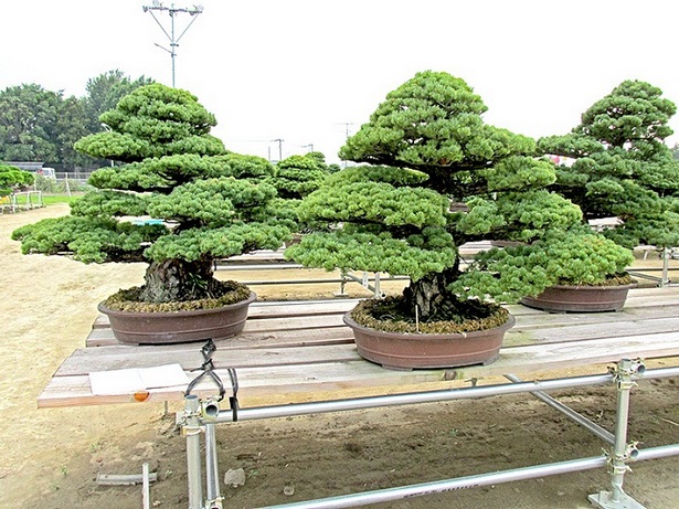 bonsai-baum-gross-45_13 Bonsai baum groß