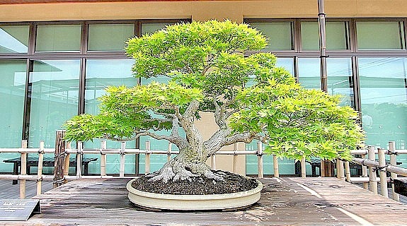 bonsai-baum-gross-45_15 Bonsai baum groß