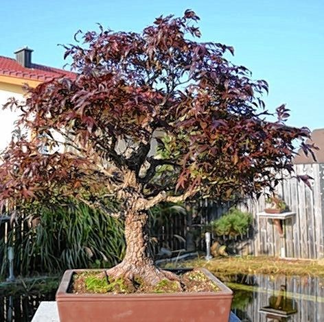 bonsai-baum-gross-45_16 Bonsai baum groß