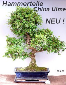 bonsai-baum-gross-45_5 Bonsai baum groß