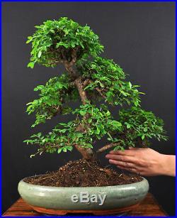 bonsai-baum-gross-45_7 Bonsai baum groß
