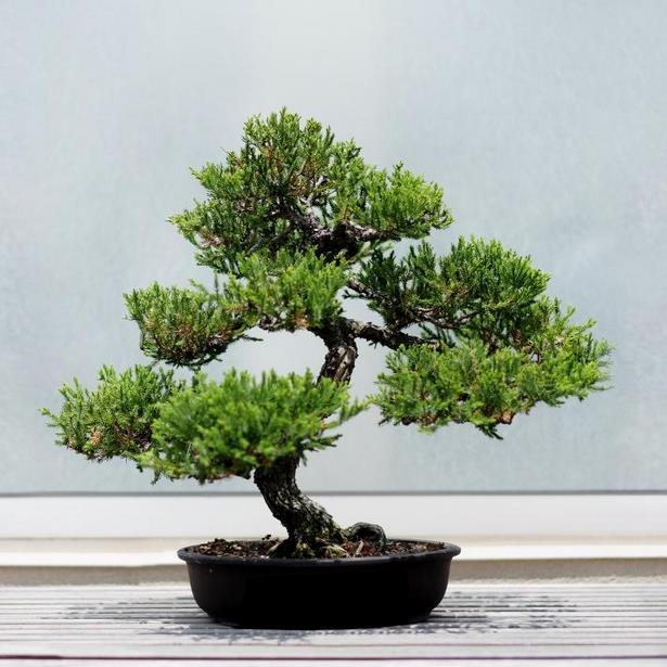 bonsai-baum-gross-45_8 Bonsai baum groß