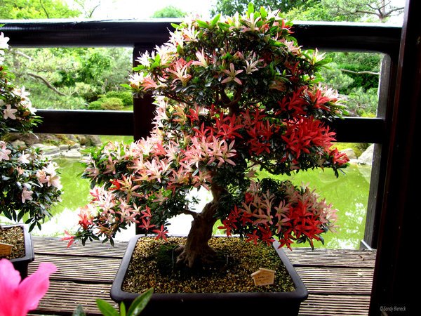 ferch-bonsai-garten-30_8 Ferch bonsai garten