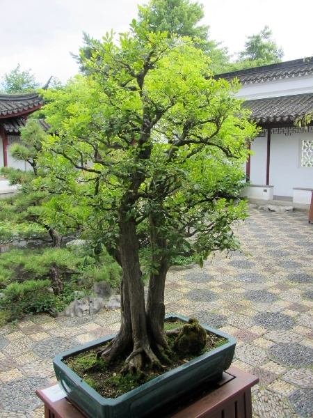 garten-bonsai-63_10 Garten bonsai