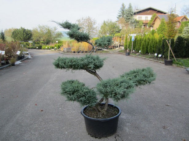 garten-bonsai-63_12 Garten bonsai