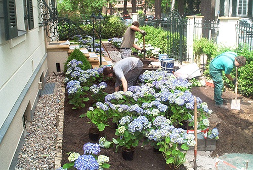 garten-mit-hortensien-gestalten-98_7 Garten mit hortensien gestalten