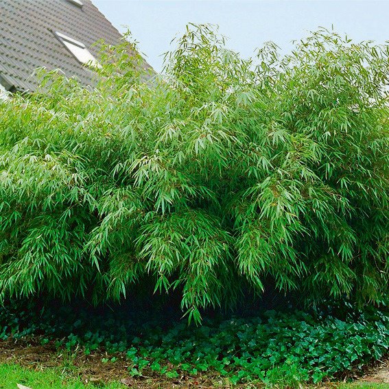 gartengestaltung-mit-bambus-34_10 Gartengestaltung mit bambus