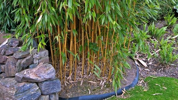 gartengestaltung-mit-bambus-34_18 Gartengestaltung mit bambus