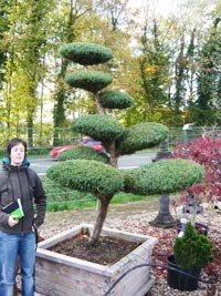 gartengestaltung-mit-bonsai-10_14 Gartengestaltung mit bonsai