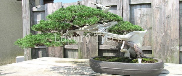 Gartengestaltung mit bonsai