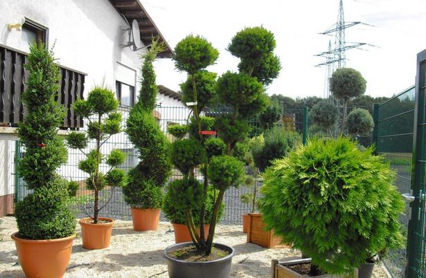 gartengestaltung-mit-bonsai-10_7 Gartengestaltung mit bonsai