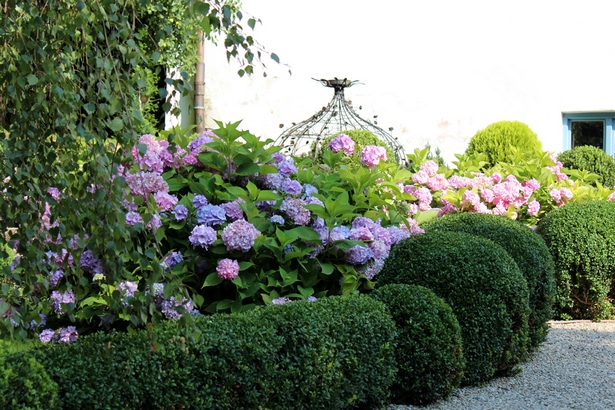 gartengestaltung-mit-buchs-und-hortensien-38_16 Gartengestaltung mit buchs und hortensien