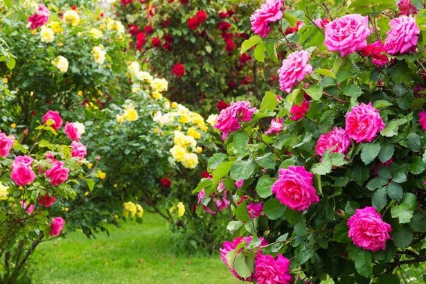 gartengestaltung-mit-rosen-81_3 Gartengestaltung mit rosen