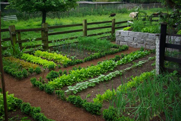 Kleiner gemüsegarten
