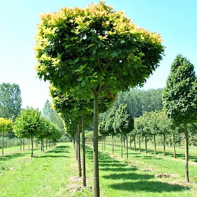 schmale-baume-fur-kleine-garten-57_4 Schmale bäume für kleine gärten