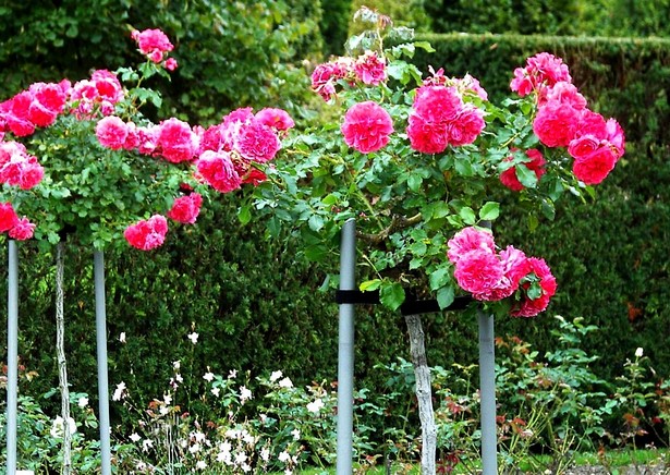 vorgarten-mit-rosen-gestalten-36_10 Vorgarten mit rosen gestalten