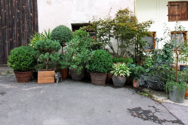 wann-garten-bepflanzen-31_8 Wann garten bepflanzen