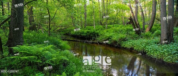 bachlauf-91_13 Bachlauf