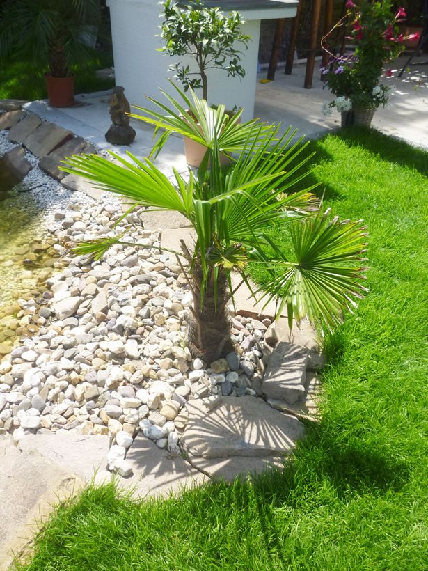 garten-mit-palmen-gestalten-33_3 Garten mit palmen gestalten