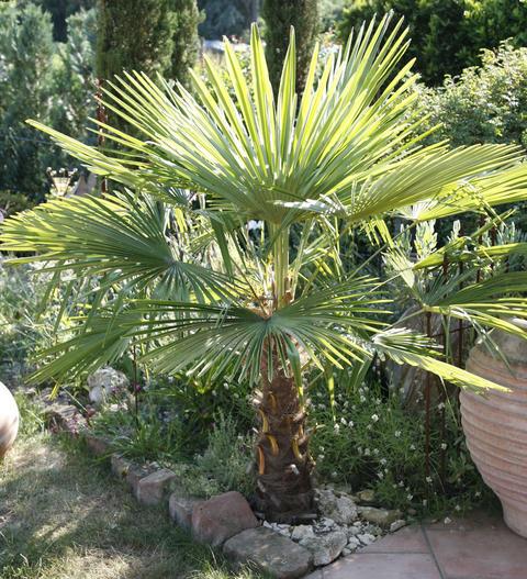 garten-mit-palmen-gestalten-33_4 Garten mit palmen gestalten