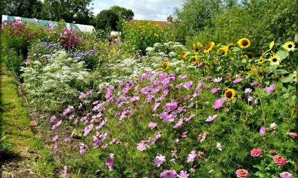 gartenbeete-pflegeleicht-51 Gartenbeete pflegeleicht