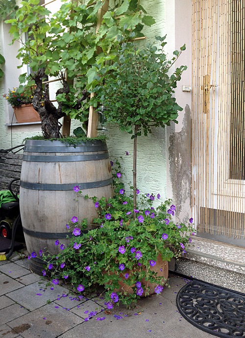 Moderne kübelpflanzen