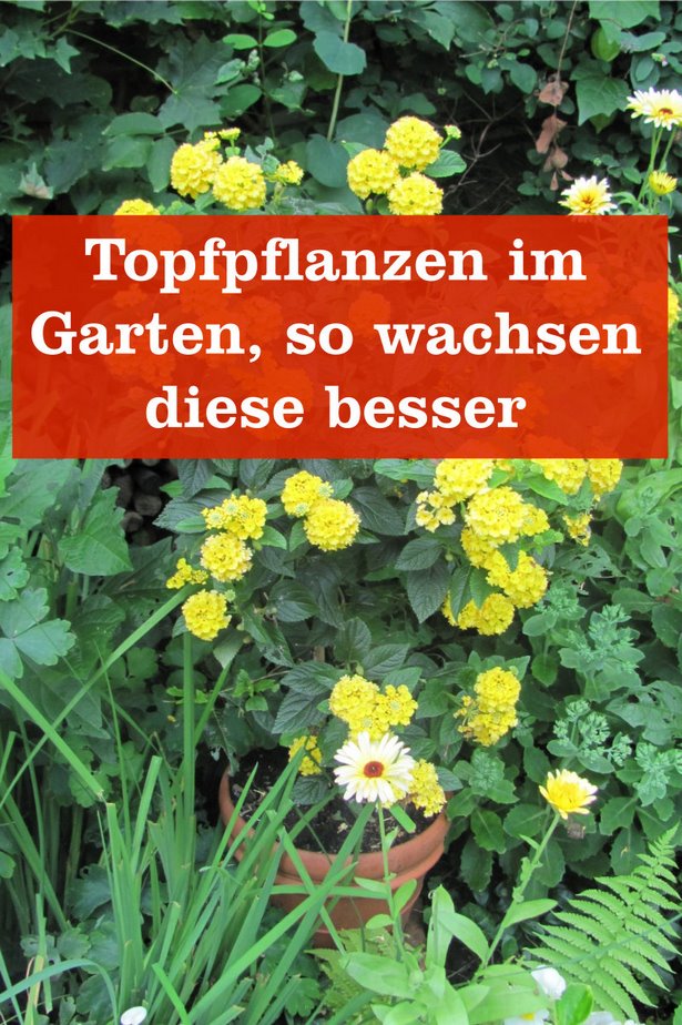 topfpflanzen-garten-26_13 Topfpflanzen garten