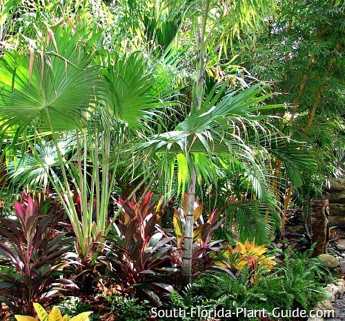 florida-tropische-landschaftsgestaltung-ideen-55_11 Florida tropical landscaping ideas