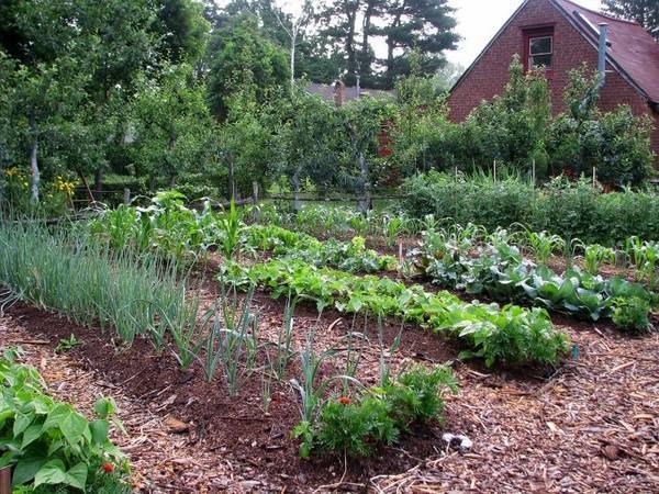 hinterhof-gemusegarten-design-ideen-40_2 Backyard vegetable garden design ideas